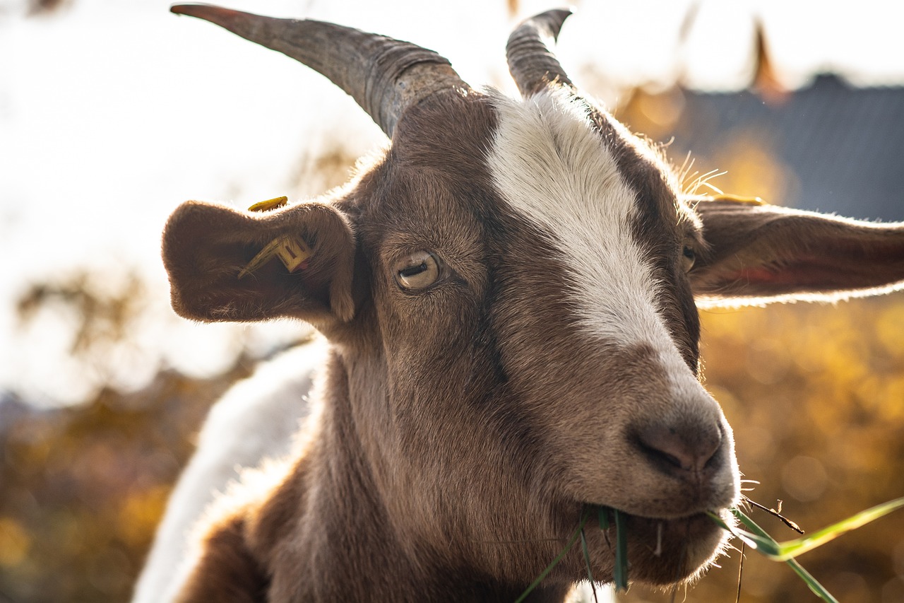 ¿Cuántas cabras se pueden tener sin papeles?