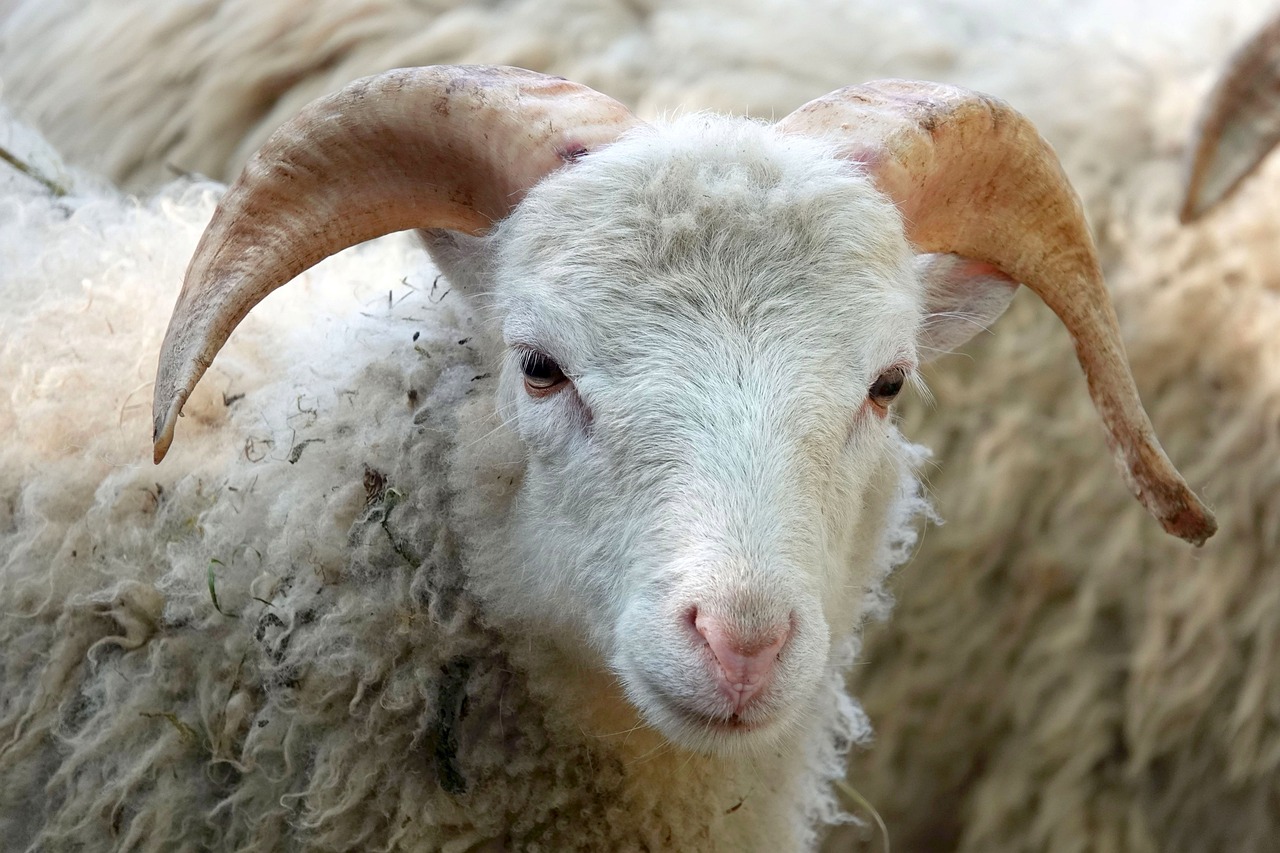 ¿Qué alimento es mejor para las ovejas?