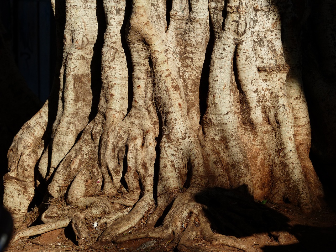 ¿Cuánto tiempo tarda en crecer un árbol de laurel?