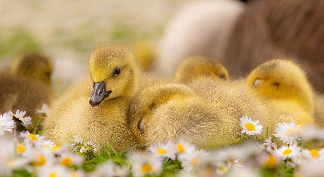 ¿Dónde está el pollito quién la canta?