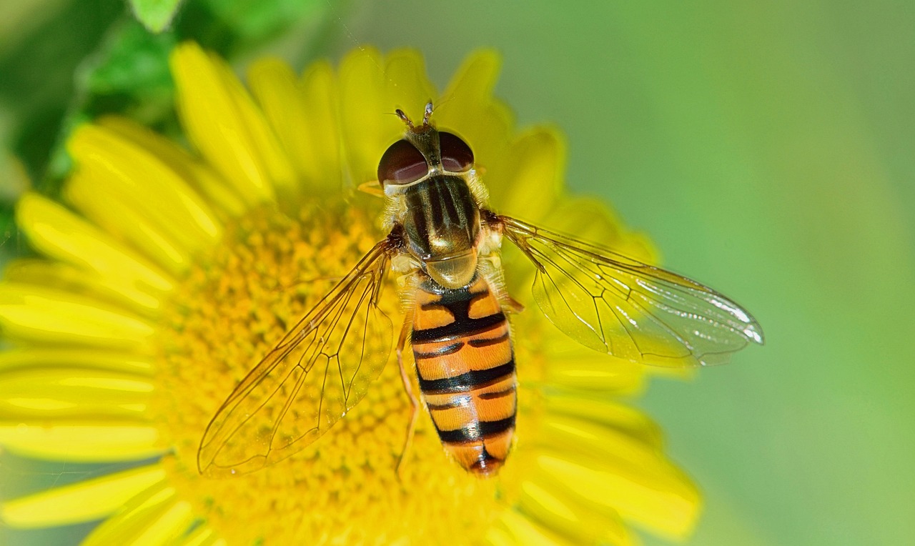 ¿Dónde se encuentran las larvas de mosca?