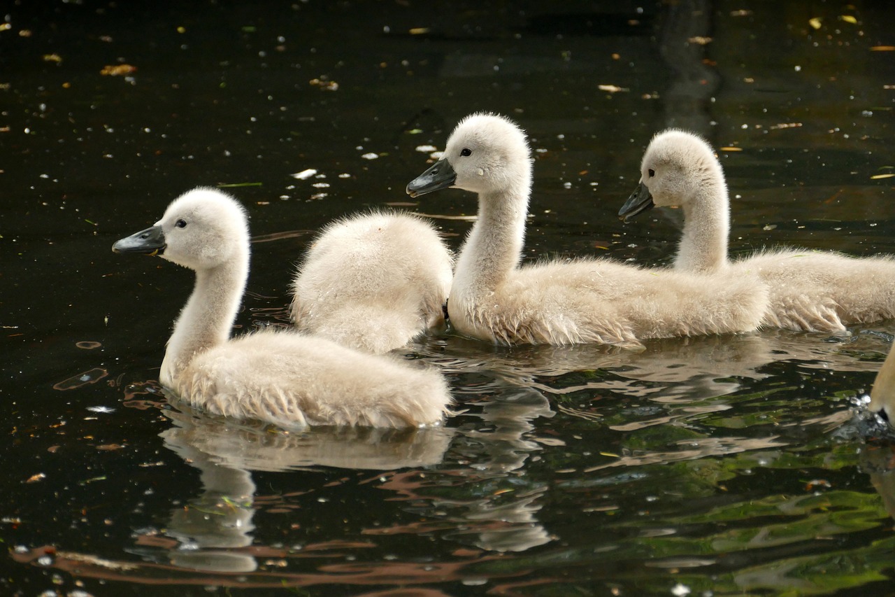 ¿Qué significa anatidae?