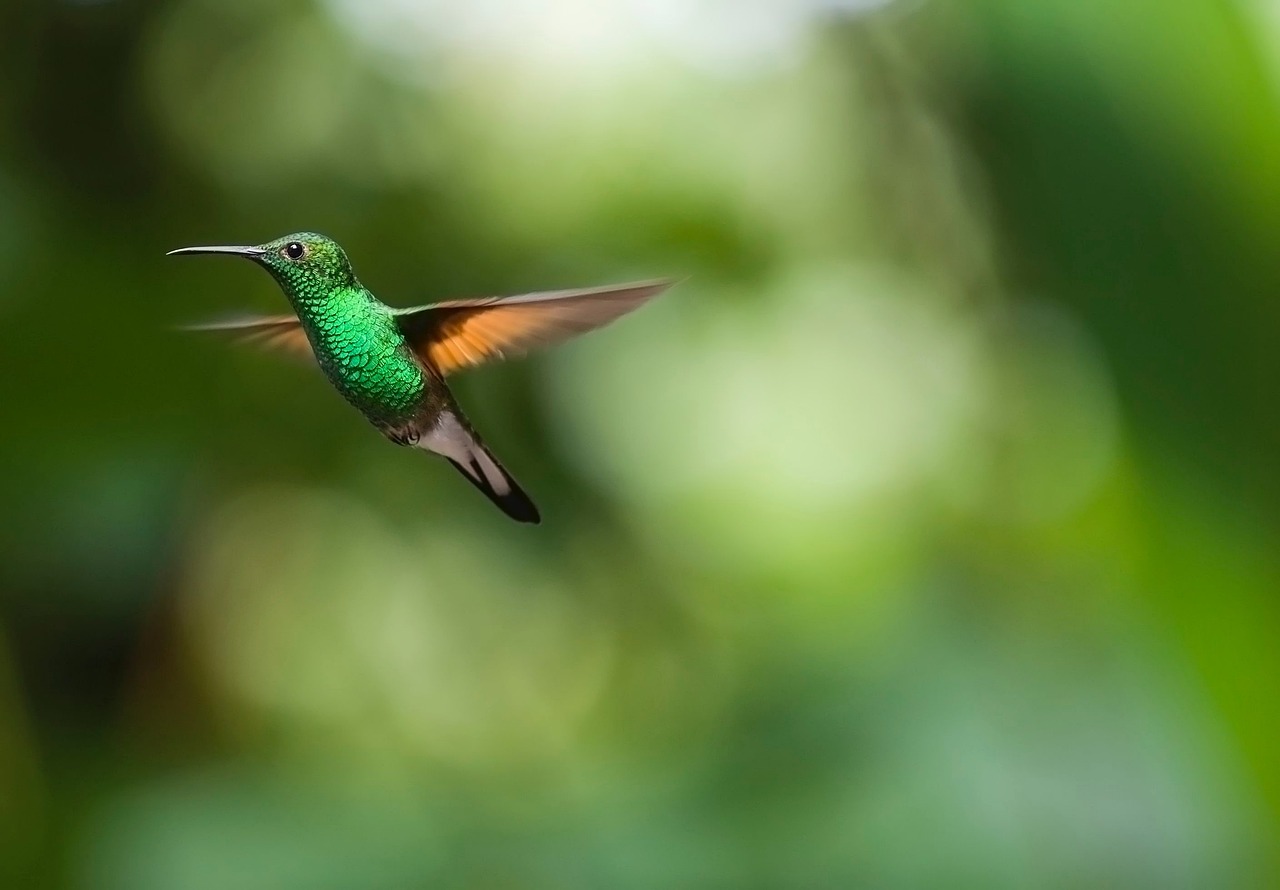 ¿Cómo se llama el vuelo de los gansos?