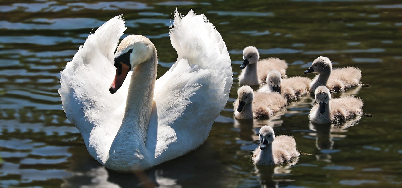 ¿Cómo se llaman los hijos de los cisnes?