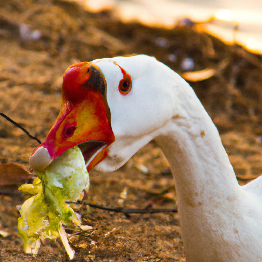 ¿Cuánto come un pato criollo?