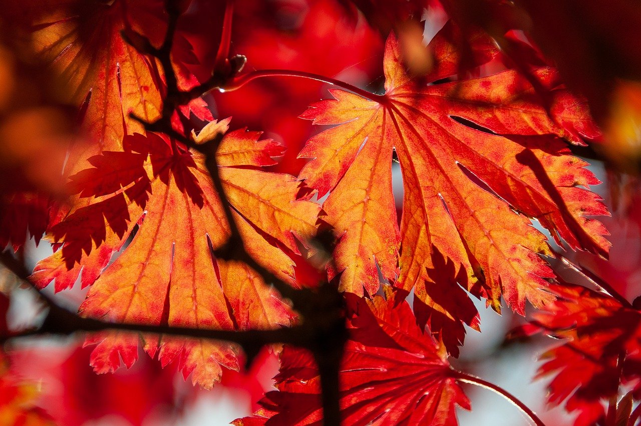 ¿Cuánto tarda en crecer un arce rojo?