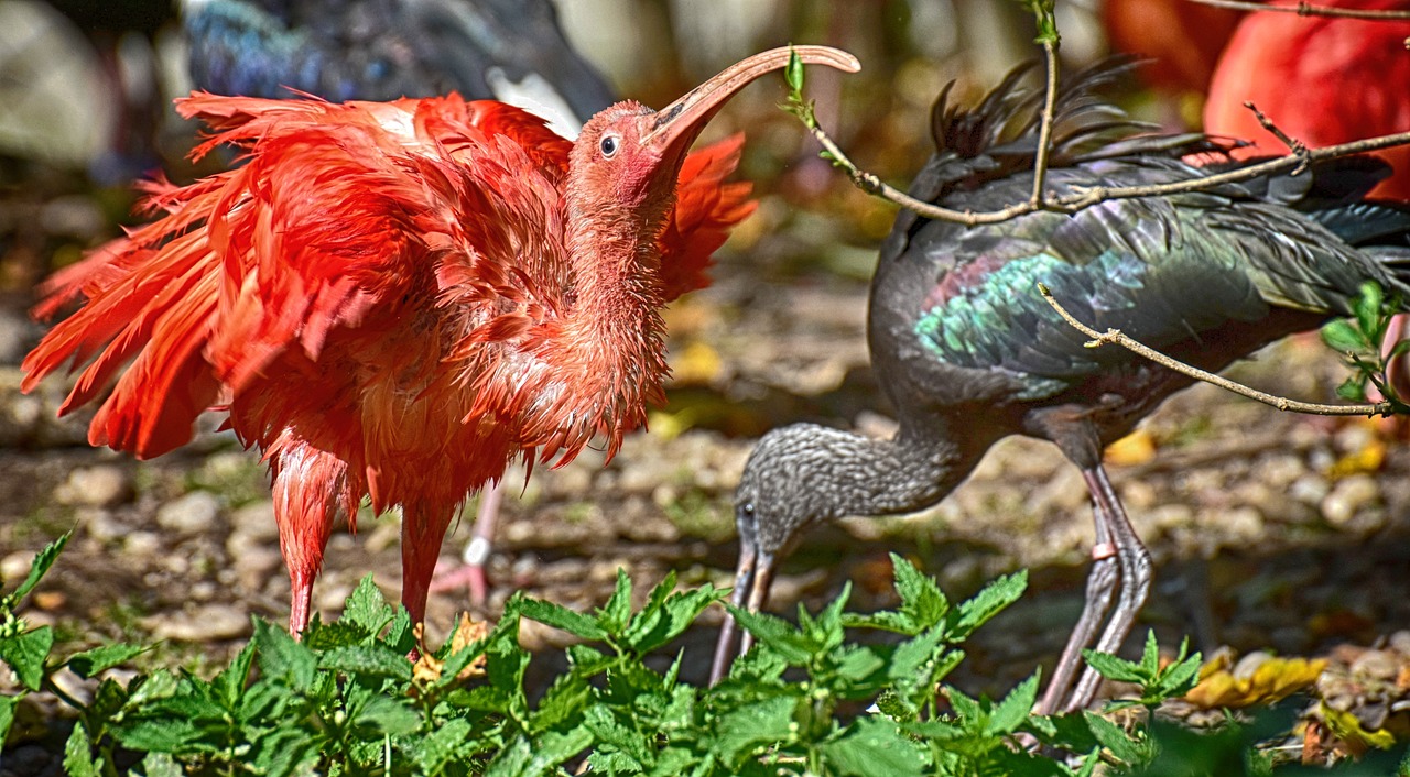 ¿Dónde vive el ibis escarlata?