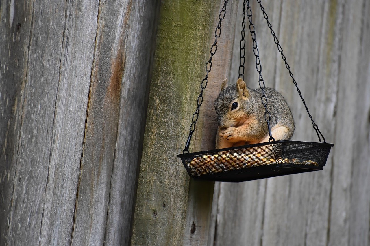 ¿Cómo se alimenta a los animales?