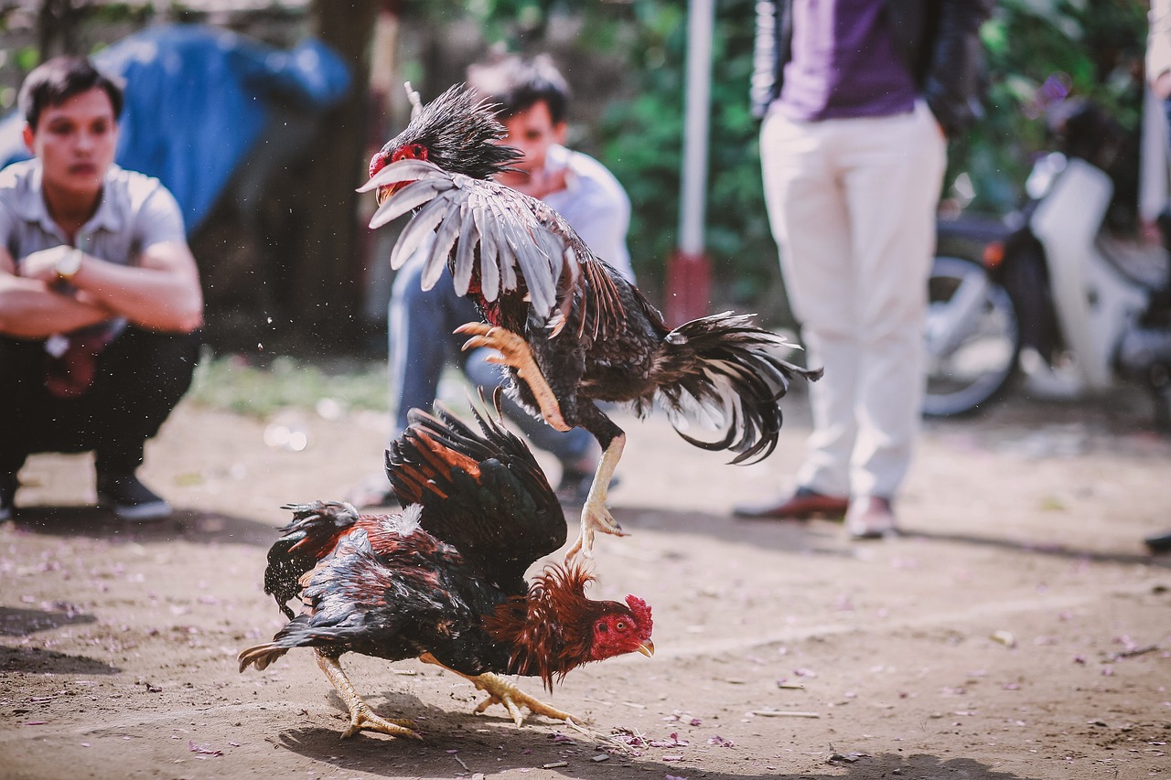 ¿Cuál es el gallo de pelea más rápido?