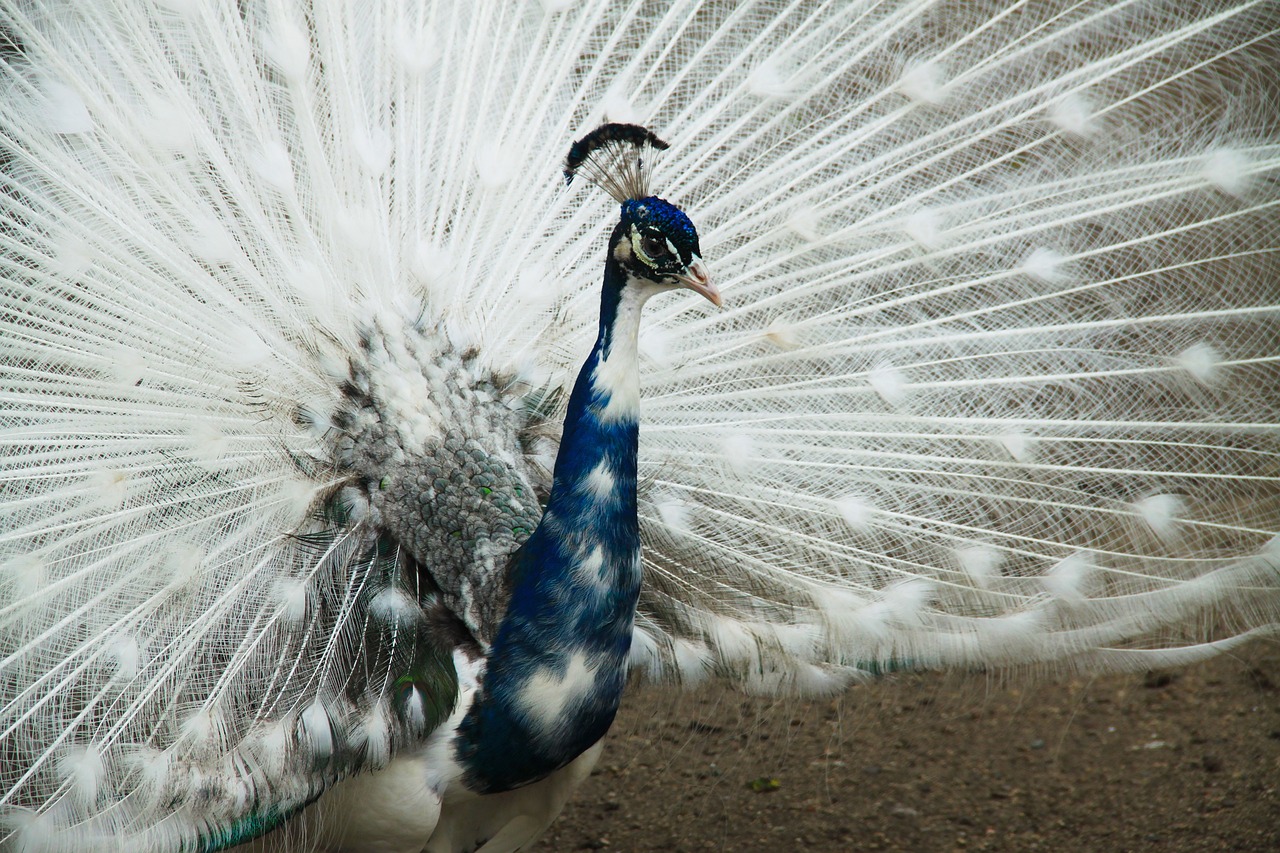 ¿Cuál es la mejor raza de pavo?