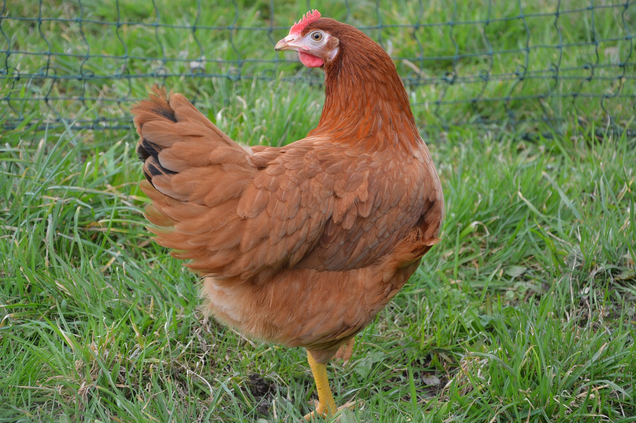 ¿Cuánto es la vida útil de una gallina ponedora?