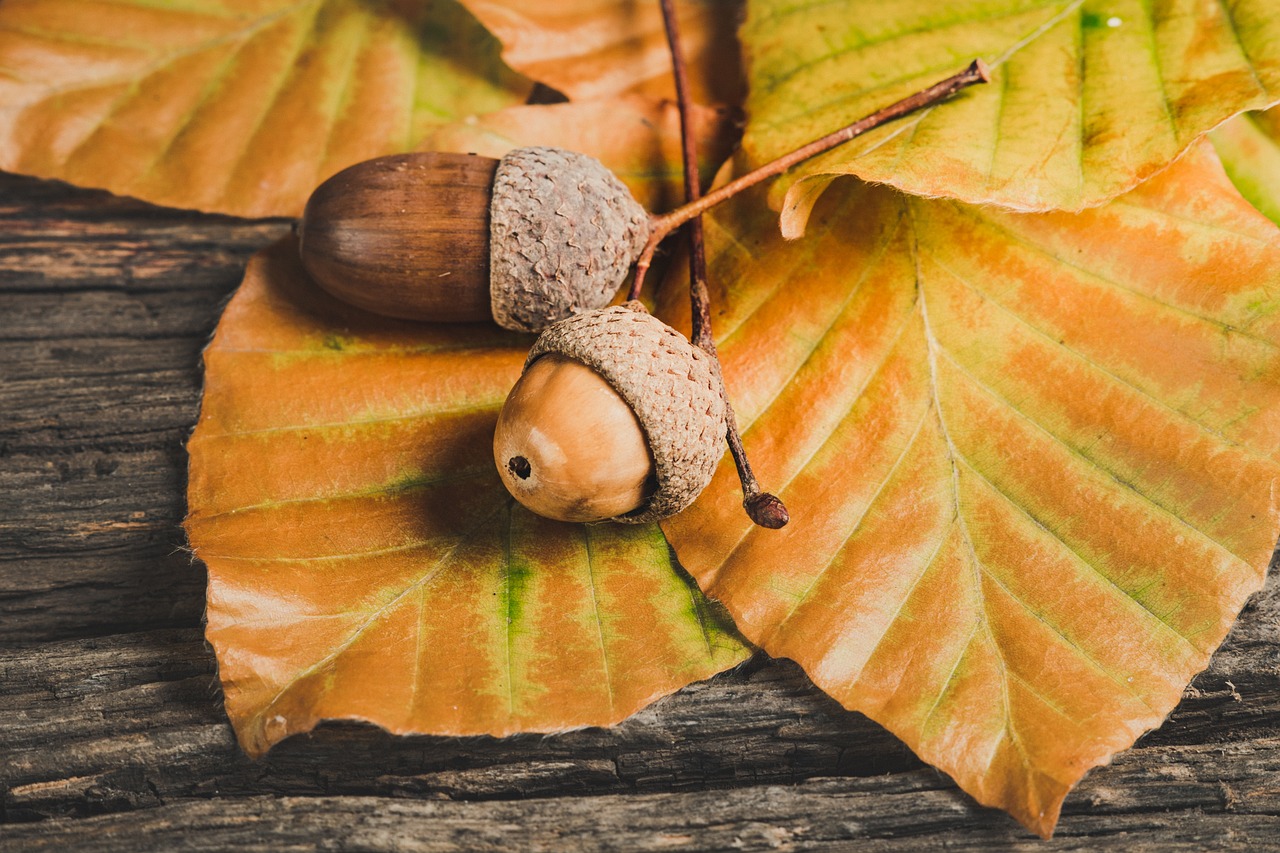 ¿Qué árbol da bellotas dulces?