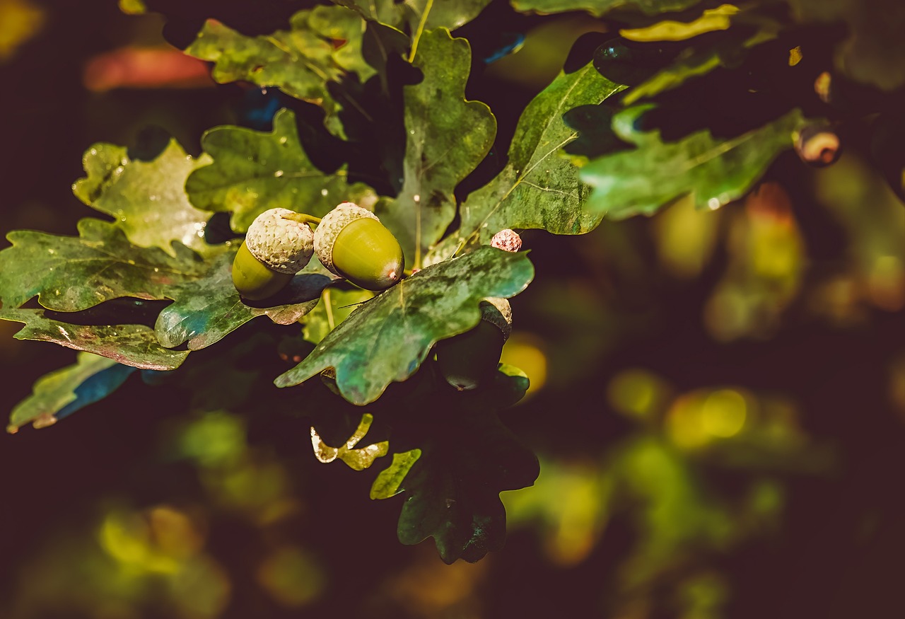 ¿Qué fruto es la bellota?