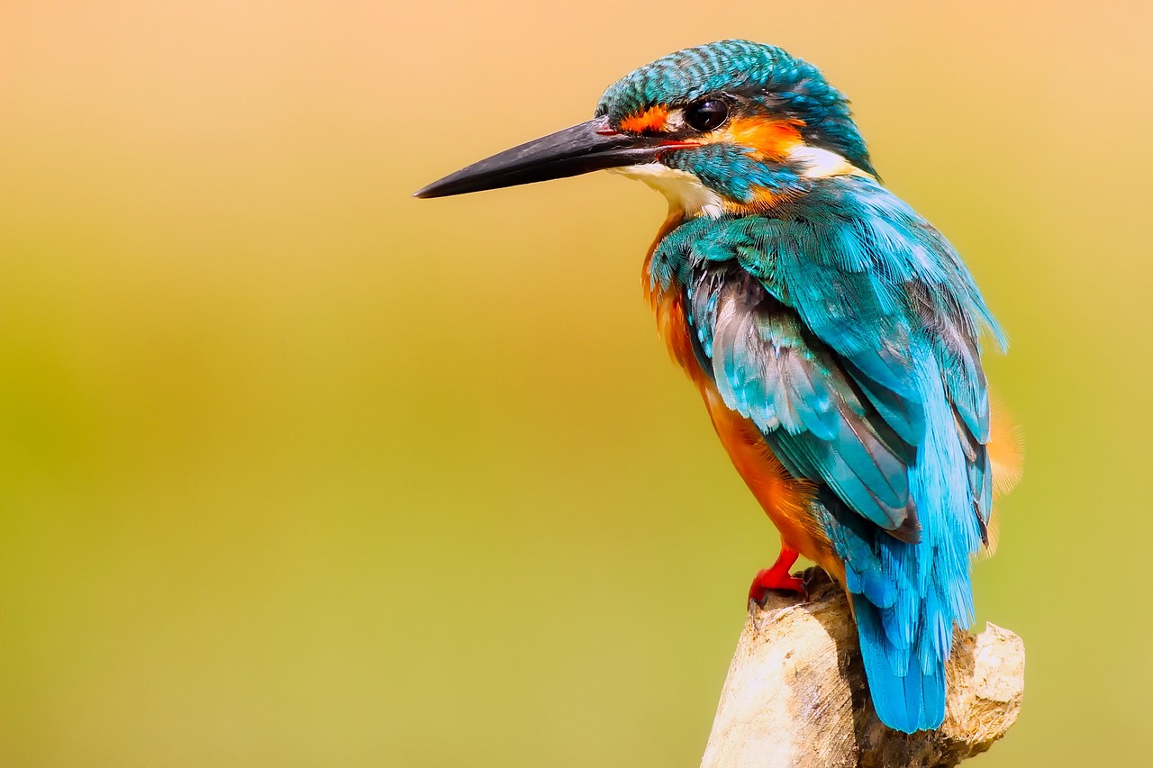 ¿Qué pasa si se le rompe el pico a un pájaro?