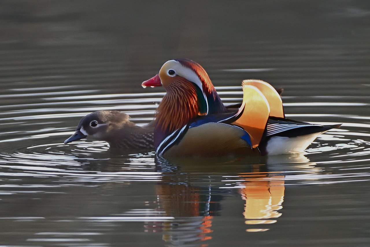 ¿Qué significan los patos mandarines?