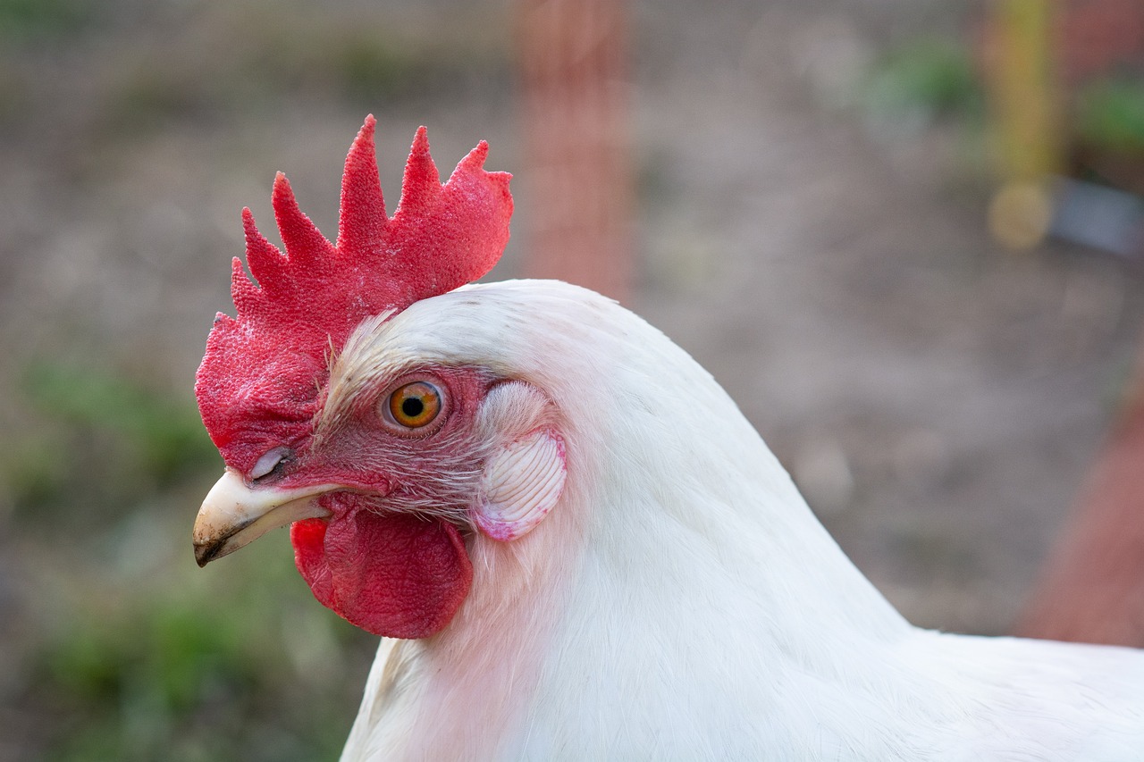 ¿Quién es el dueño del Pollo Campero?