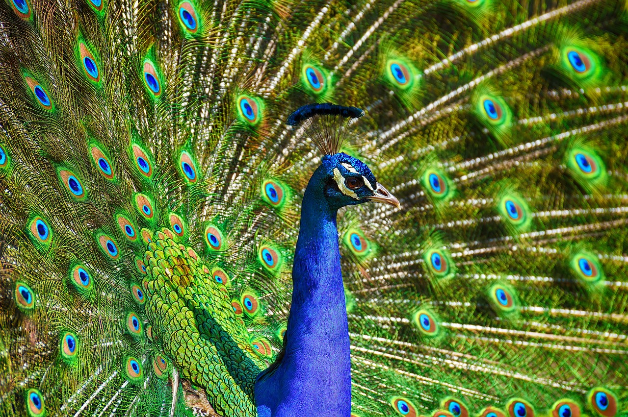 ¿Cómo es el sonido del pavo real?