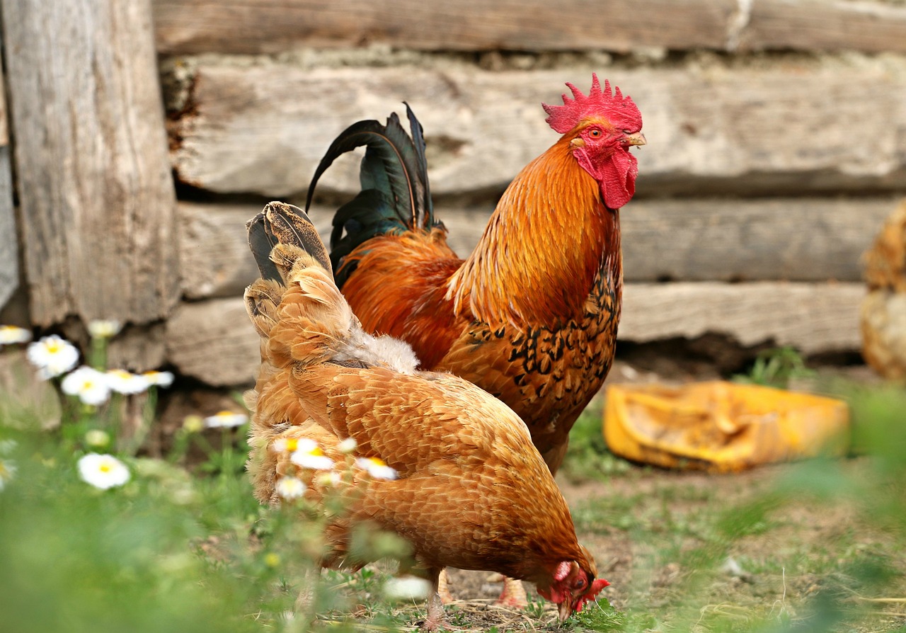 ¿Cómo se llama el sonido de los gallos?