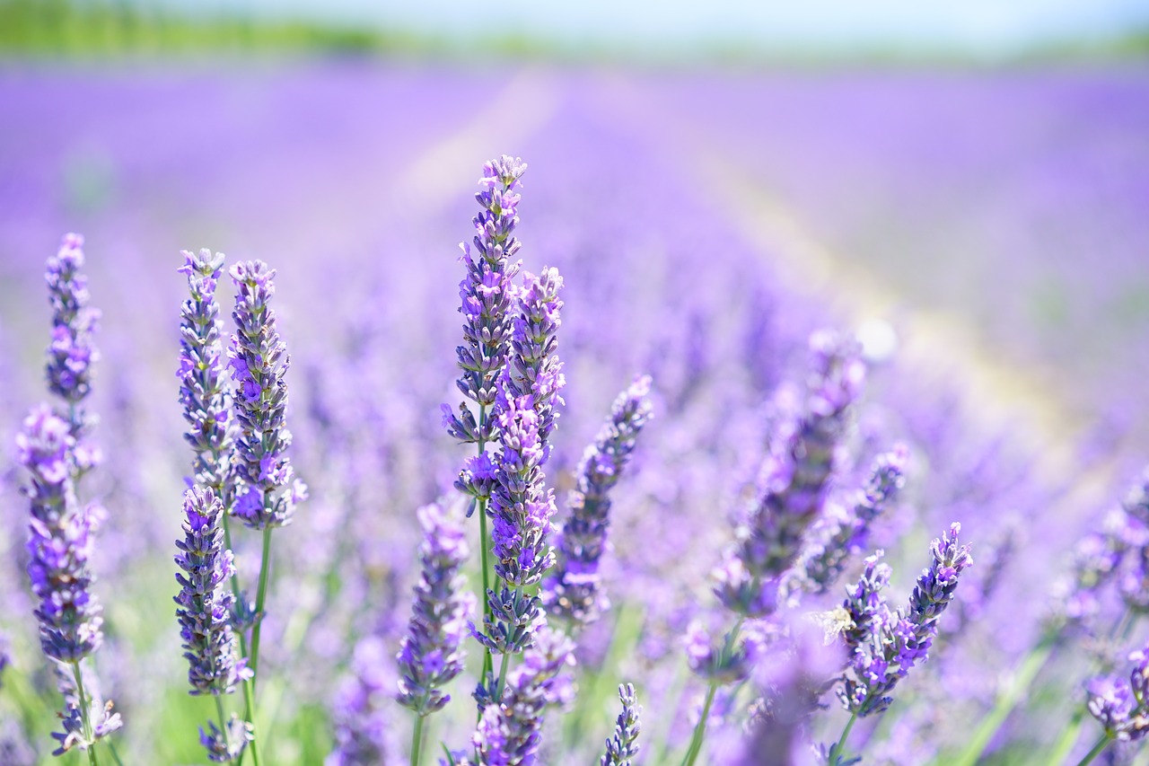 ¿Cuándo se puede plantar la lavanda?