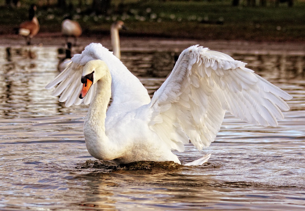 ¿Cuántas parejas tienen los cisnes en su vida?