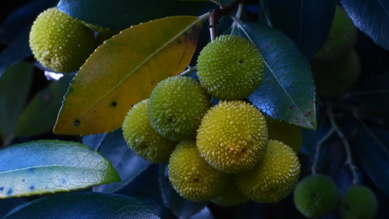 ¿Cuánto tiempo tarda en dar fruto un madroño?