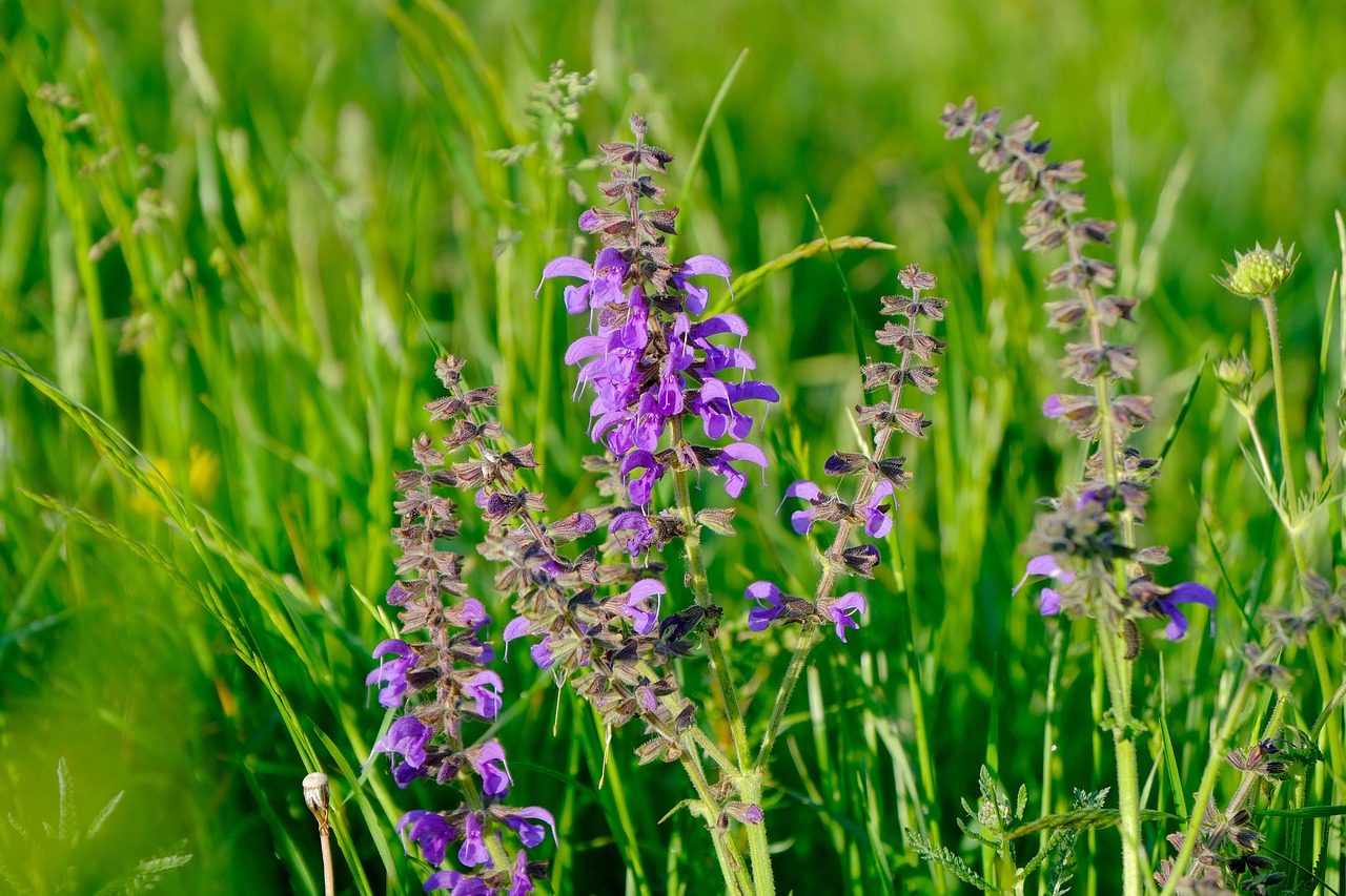 ¿Dónde ubicar la salvia?