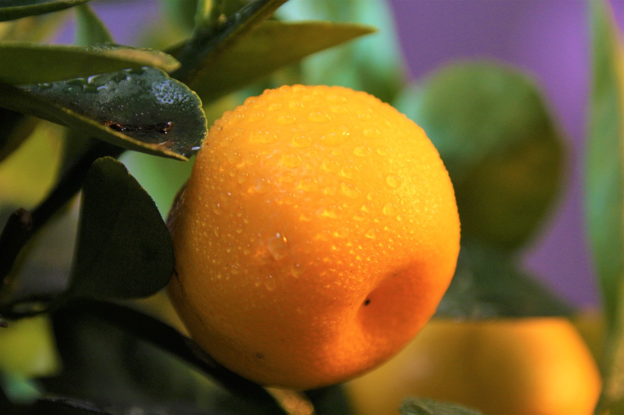 ¿Qué es el calamondín y para qué sirve?