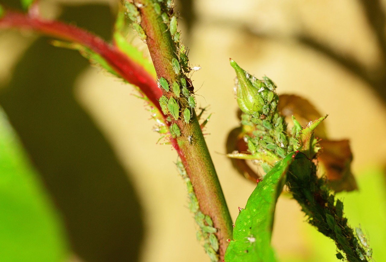 ¿Qué planta sirve para eliminar los piojos?