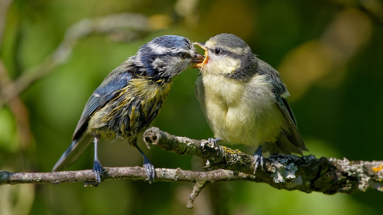 ¿Que se le da de comer a un pato?