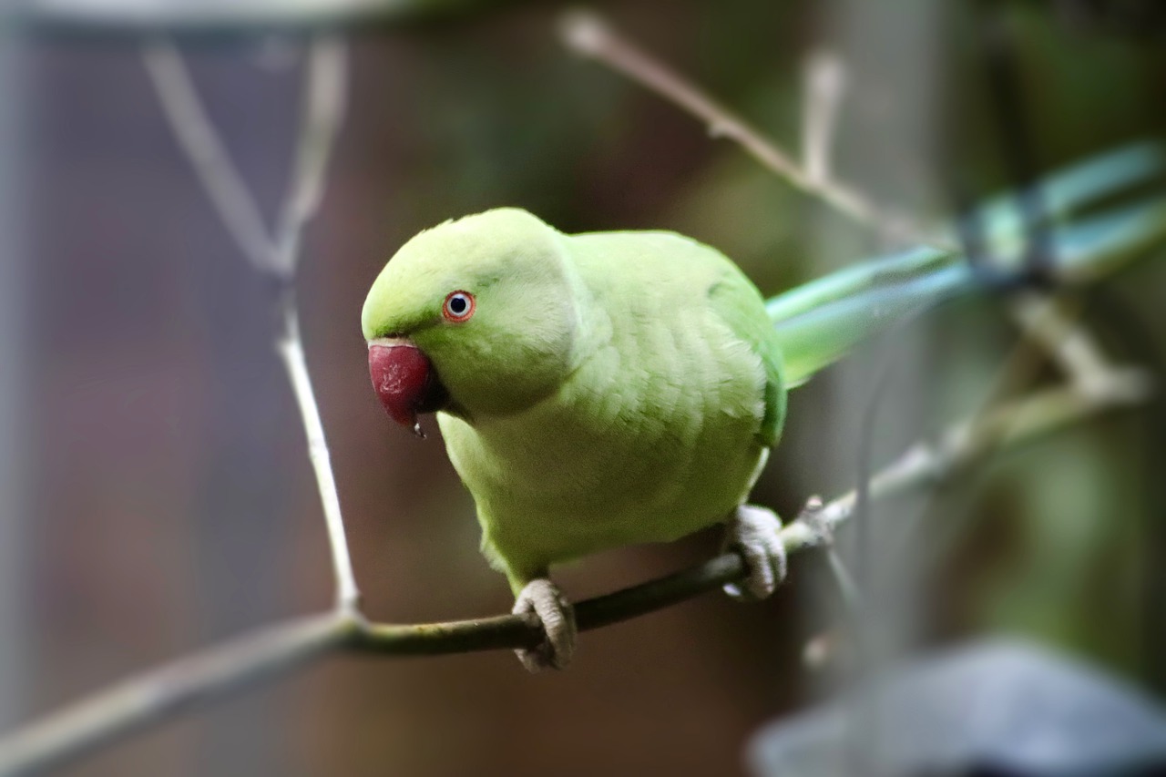 ¿Qué significa los números de las anillas de los pájaros?