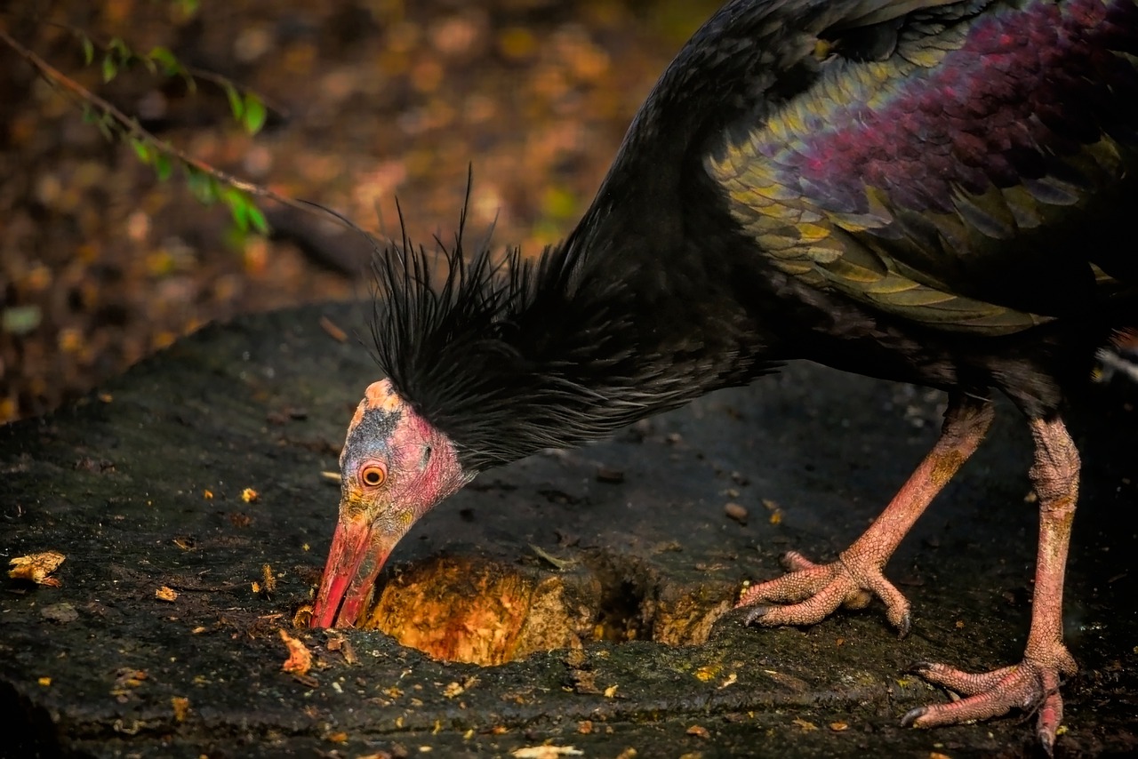 ¿Qué tipo de animal es el ibis?