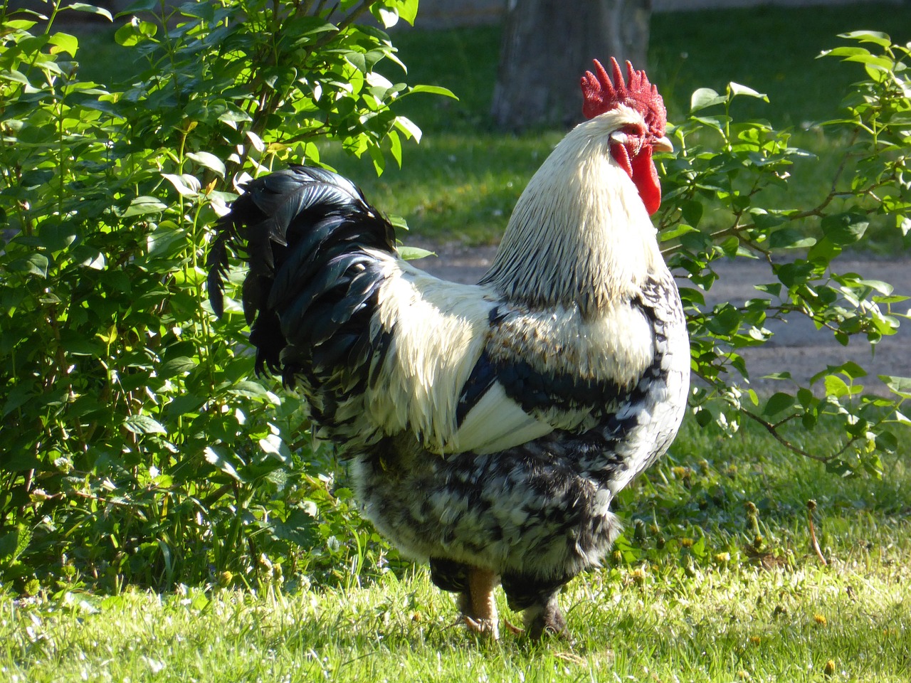 ¿Qué valor tiene el pollo negro?