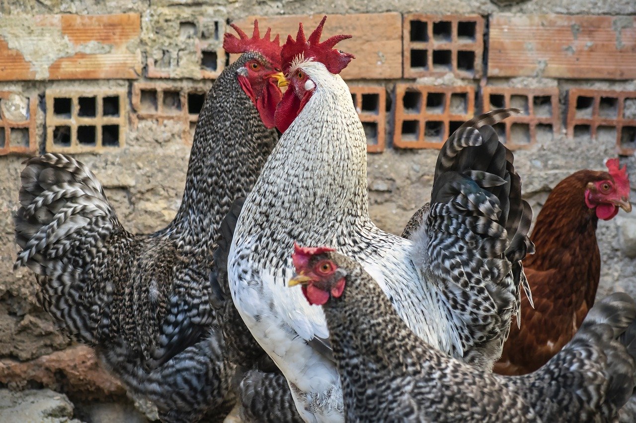 ¿Cuántas gallinas puedo poner en un gallinero?