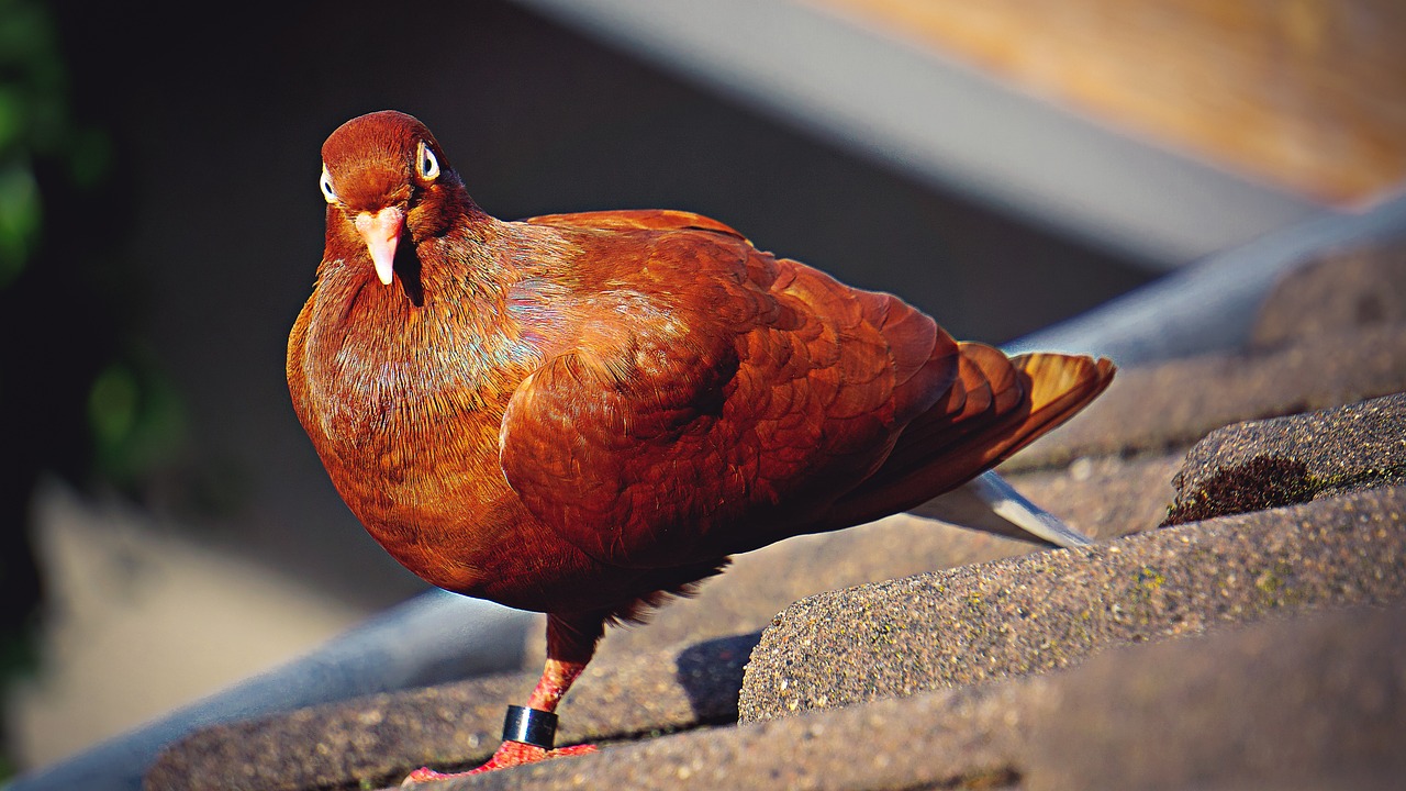 ¿Cómo utilizaban las palomas mensajeras en la antigüedad?