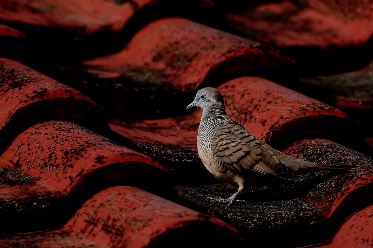 ¿Cuántas especies de palomas hay en España?