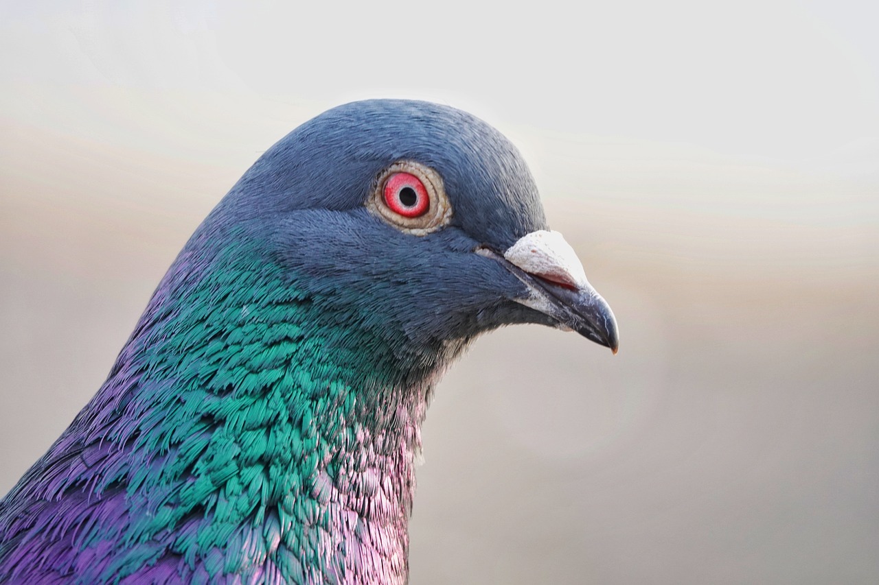 ¿Cuántas parejas tienen las palomas en su vida?