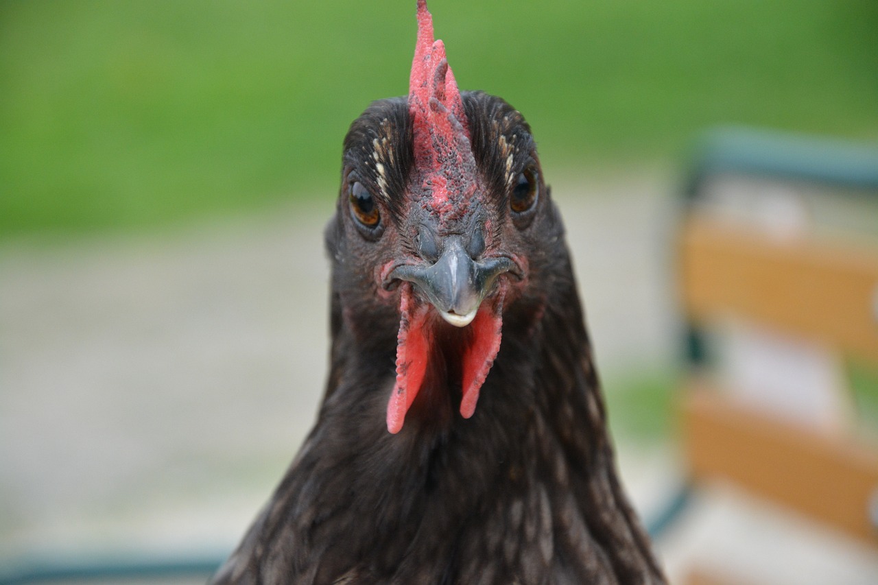 ¿Cuántos huevos pone una gallina de campo al día?