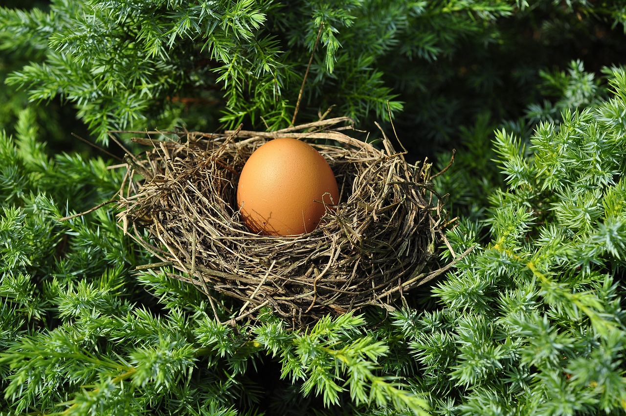 ¿Qué material usan las aves para hacer sus nidos?