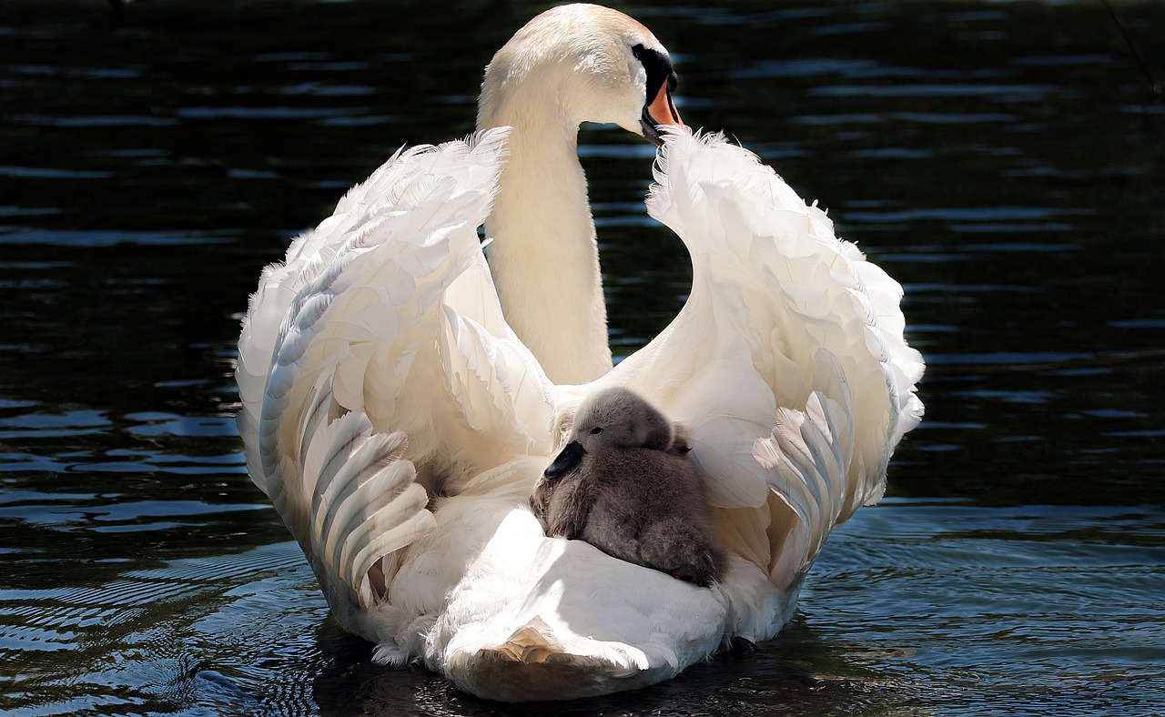 ¿Dónde hay cisnes en España?