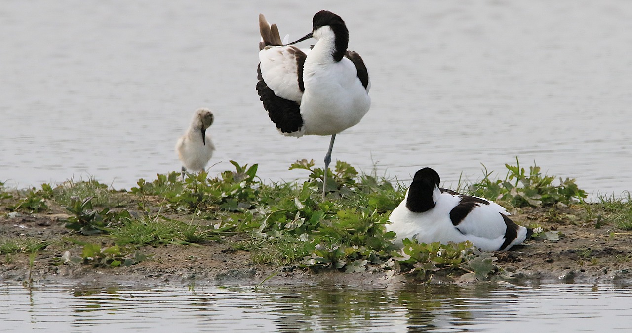 ¿Cómo es el pico de la avoceta?