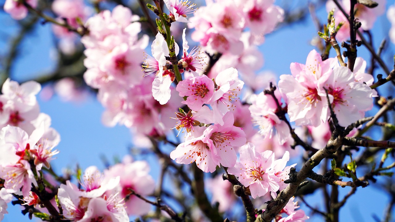 ¿Cuál es el fruto del almendro?