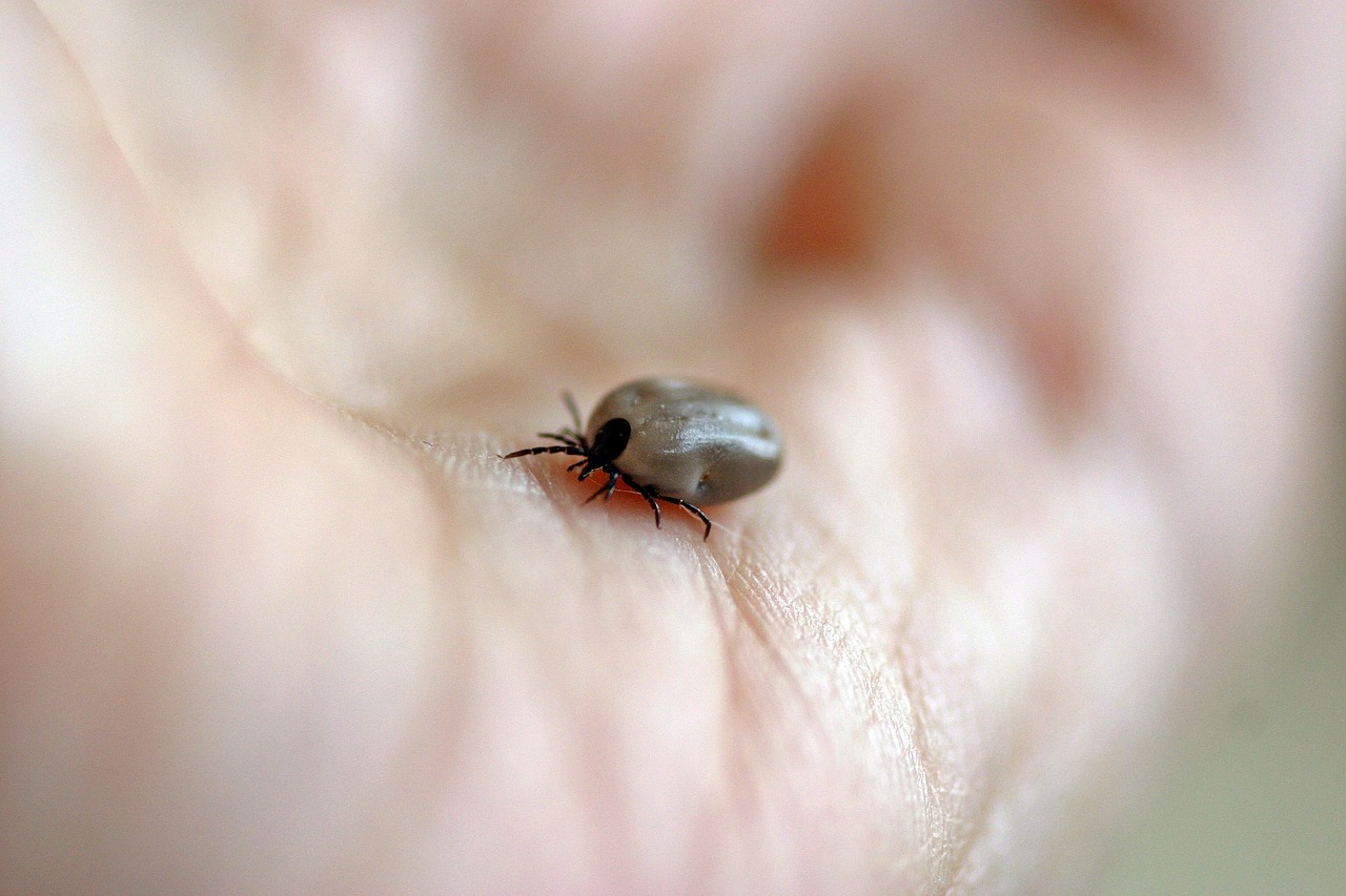 ¿Cuáles son las enfermedades más comunes en las aves?