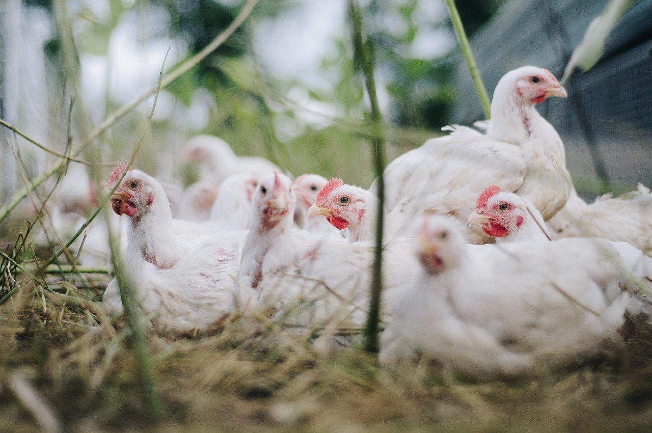 ¿Cuántas gallinas caben en 2 metros cuadrados?