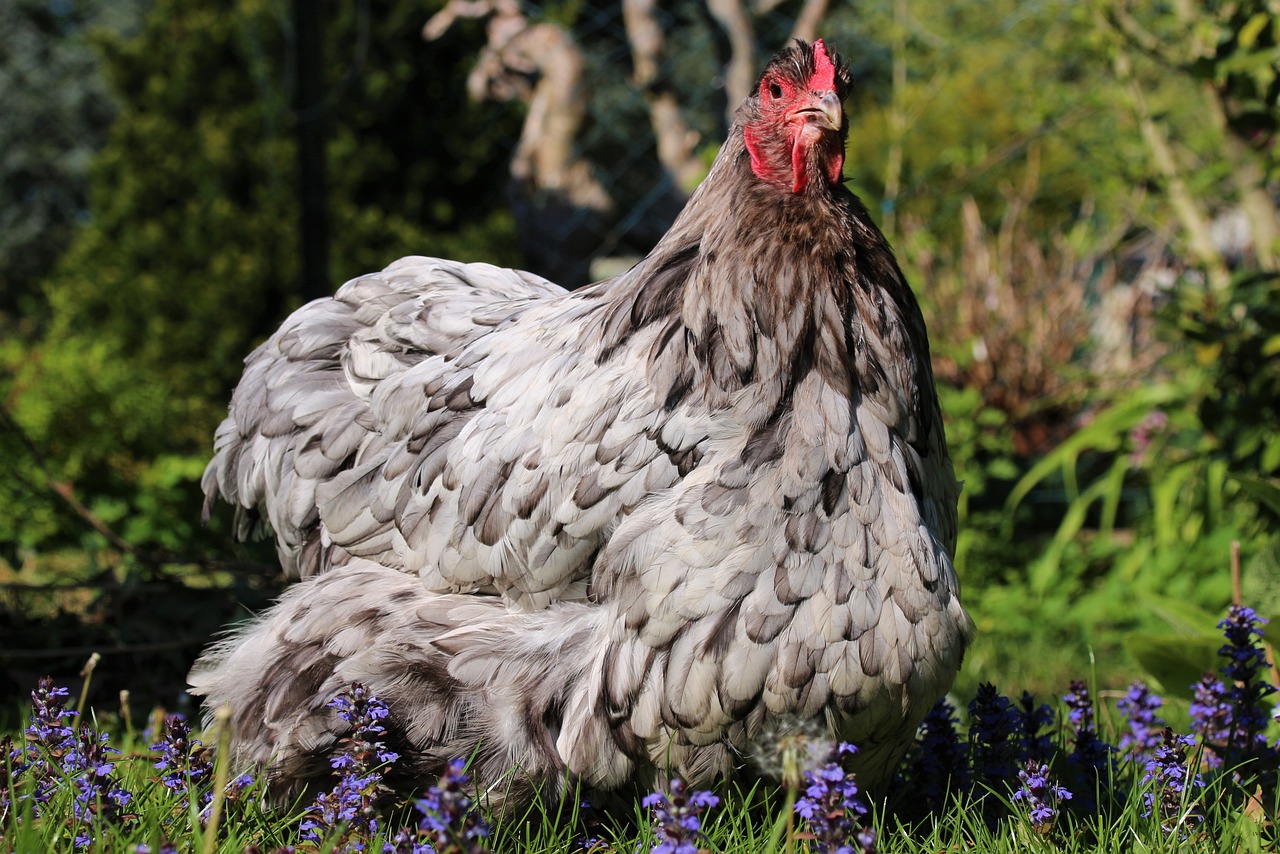 ¿Cuántos huevos pone una gallina Orpington al año?