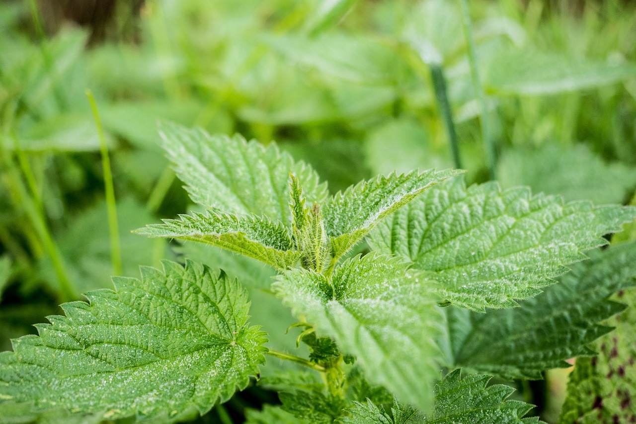 ¿Qué beneficios tiene tomar el té de ortiga?