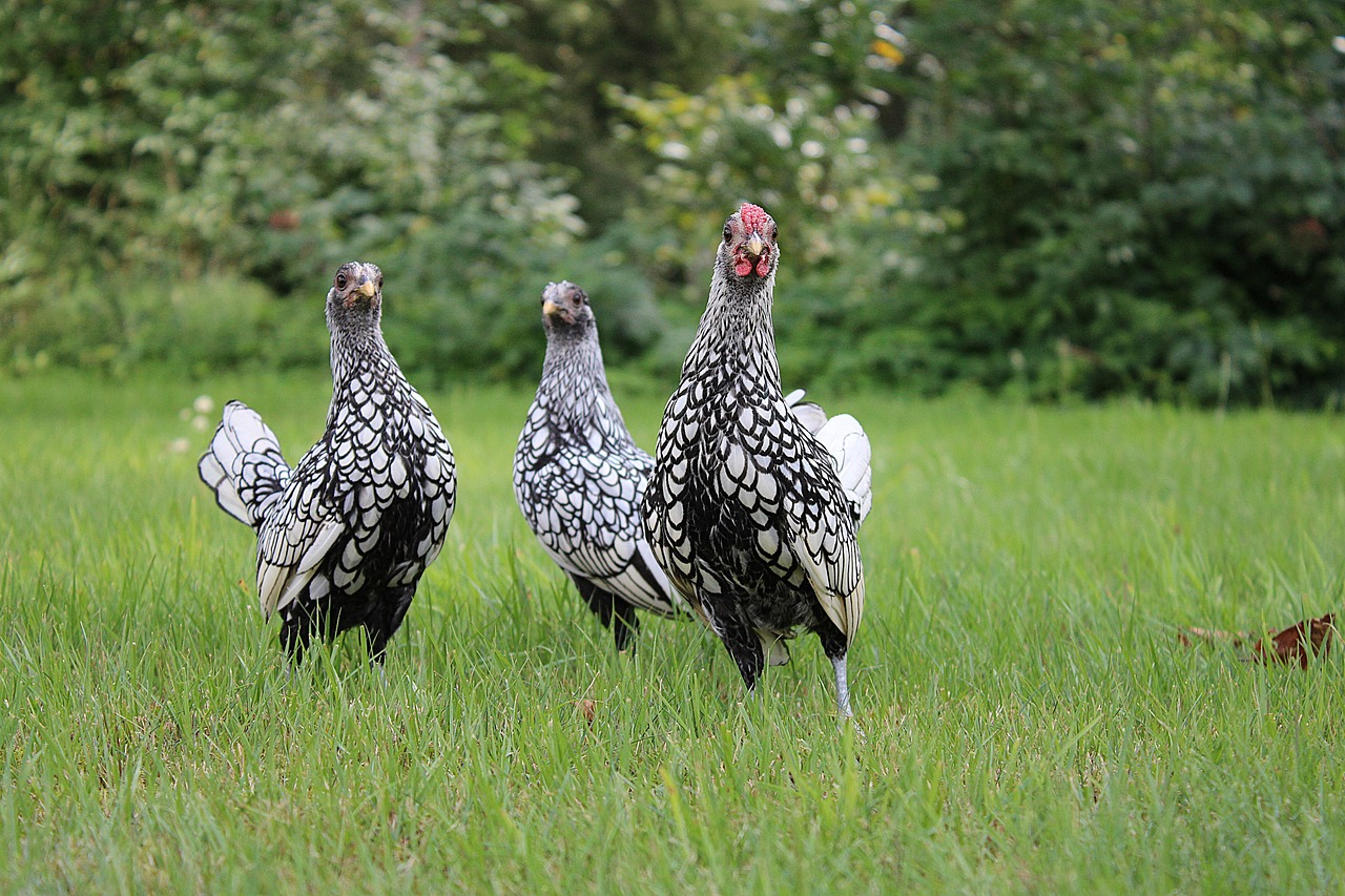 ¿Qué tan rentable es la cría de pollos?