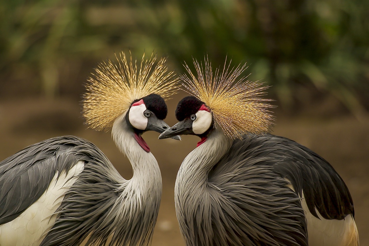 ¿Qué tipos de aves se crian?