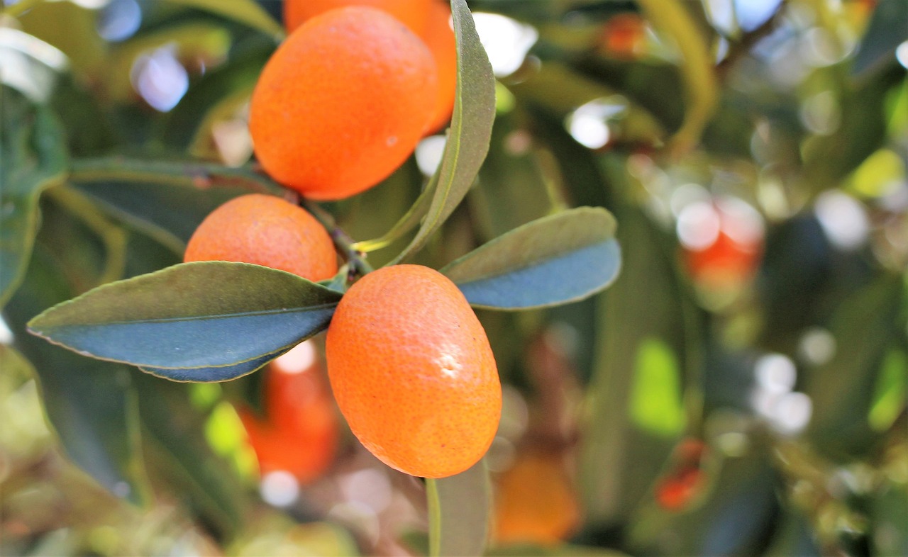 ¿Cuándo florece el kumquat?