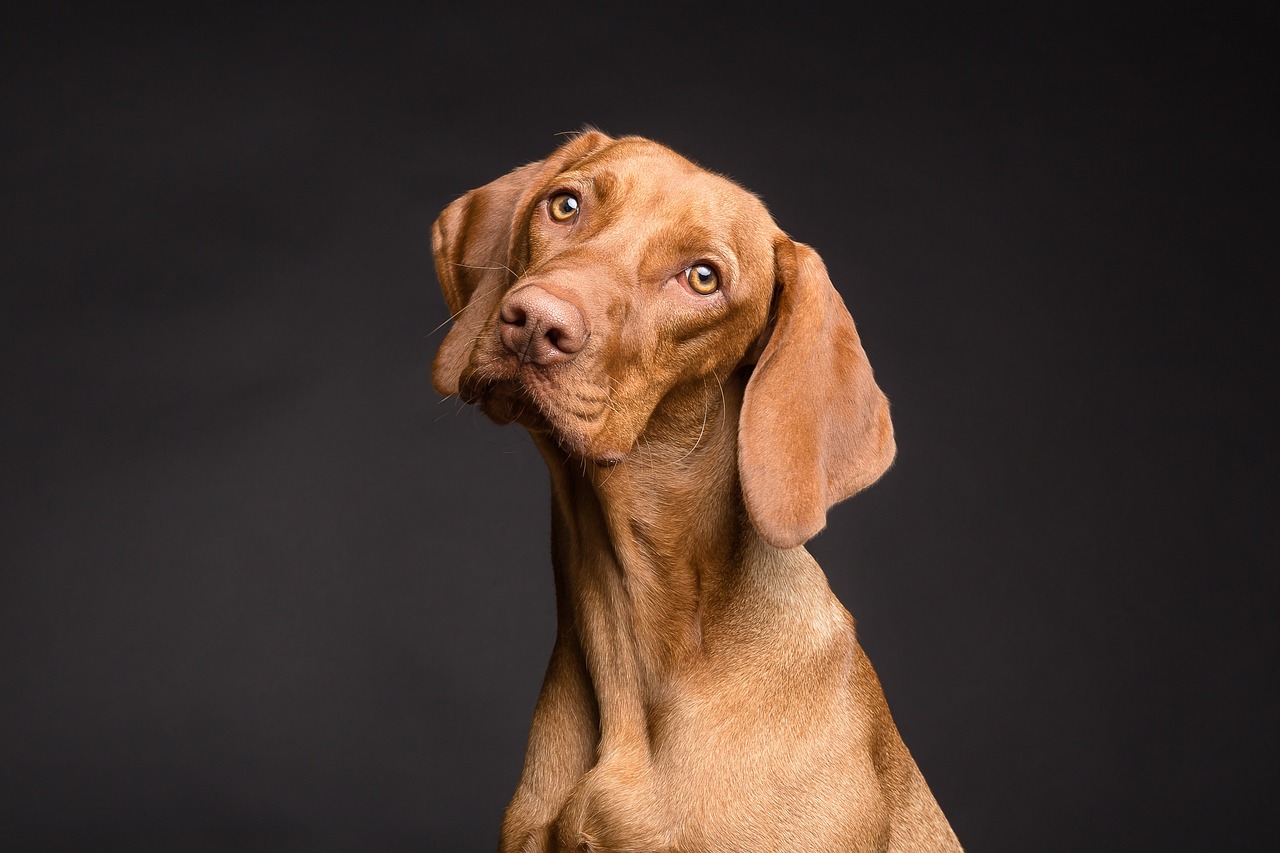 ¿Qué cantidad de ajo se le puede dar a un perro?