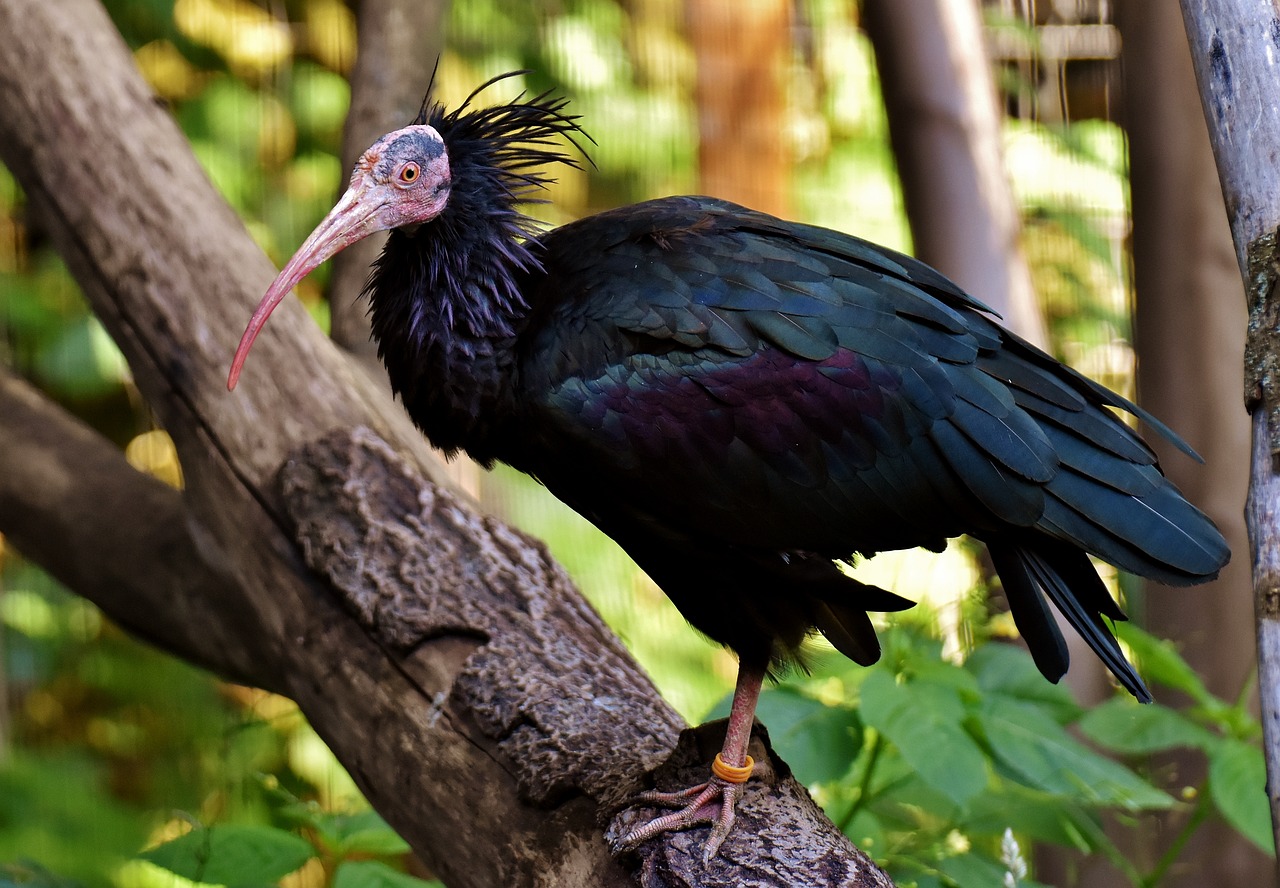 ¿Qué comen las aves ibis?